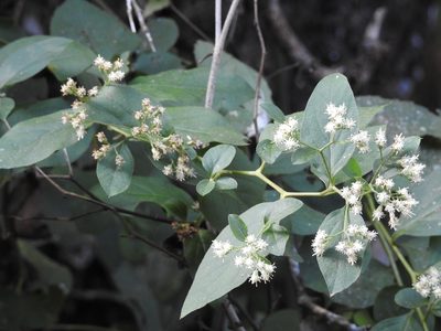 Archibaccharis schiedeana, photographed by Neptalí Ramírez Marcial