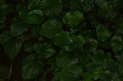 Piper sarmentosum, photographed by syuhada