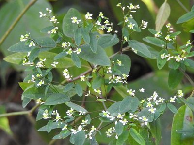 Euphorbia ariensis, photographed by Neptalí Ramírez Marcial