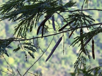 Leucaena collinsii, photographed by Neptalí Ramírez Marcial
