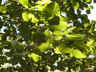 Coccoloba acapulcensis, photographed by Neptalí Ramírez Marcial