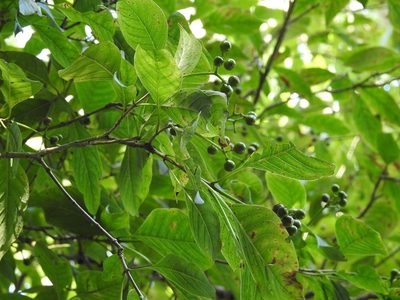 Coussarea chiapensis, photographed by Neptalí Ramírez Marcial