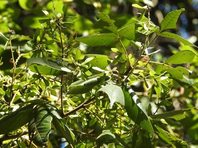 Thouinia acuminata, photographed by Neptalí Ramírez Marcial