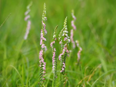 Spiranthes sinensis, photographed by 葉子