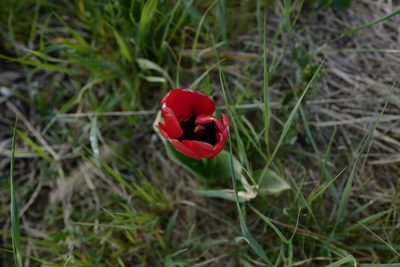 Tulipa gesneriana, photographed by antrum
