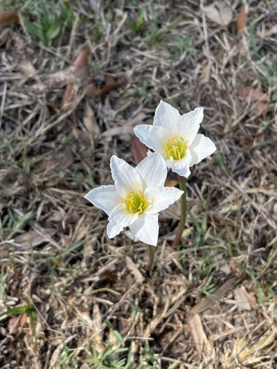 Zephyranthes simpsonii, photographed by Pete Grannis