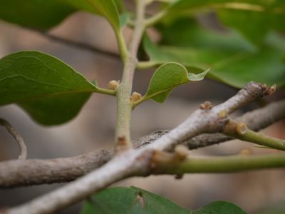 Diospyros melanoxylon, photographed by Dinesh Valke