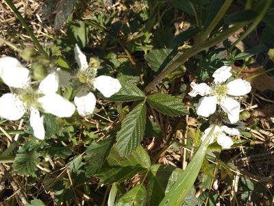 Rubus flagellaris, photographed by Catherine Sullivan