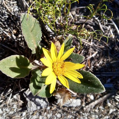 Haplocarpha lanata, photographed by De Waal Hugo