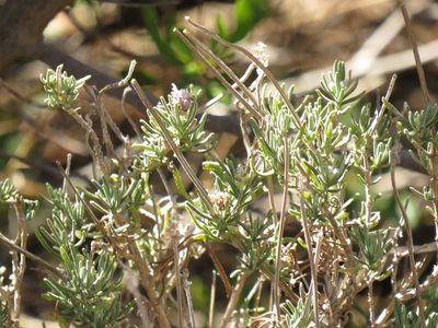 Lavandula dentata, photographed by Jeremy Gilmore