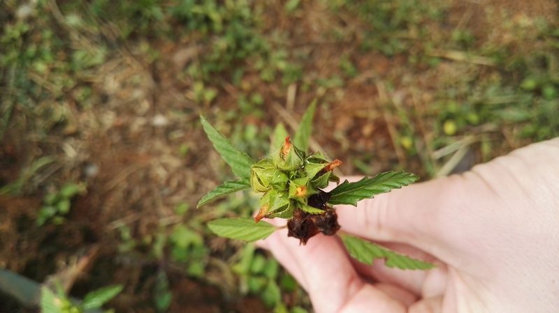 Sida lancifolia, photographed by Marianne Le Roux