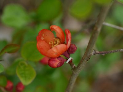 Chaenomeles japonica, photographed by Alexis Tinker-Tsavalas
