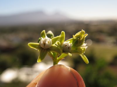 Cynanchum obtusifolium, photographed by Jeremy Gilmore