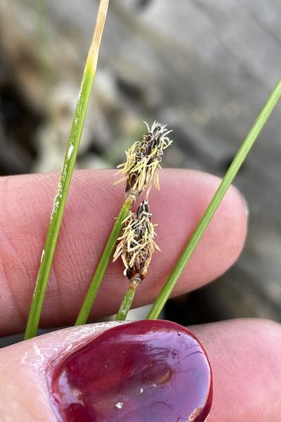 Eleocharis montevidensis, photographed by Madeleine Claire