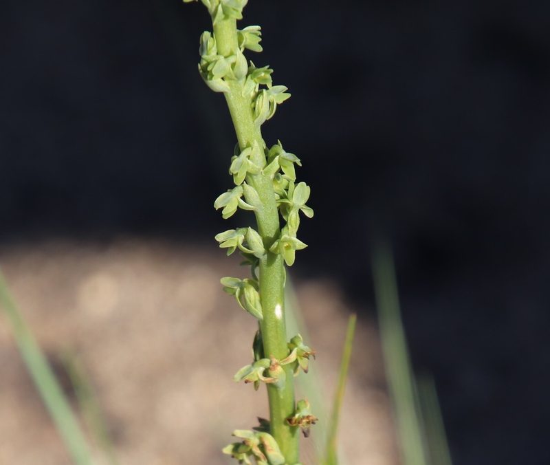 Platanthera cooperi, photographed by Millie Basden