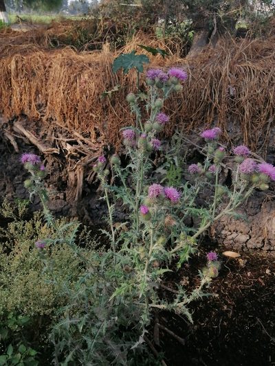 Cirsium rhaphilepis, photographed by Erick Vélez Sánchez