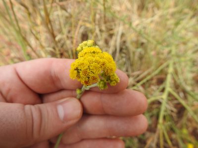 Nidorella hottentotica, photographed by Matthew Fainman