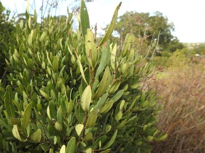 Euclea crispa, photographed by Matthew Fainman