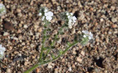 Cryptantha intermedia, photographed by Millie Basden