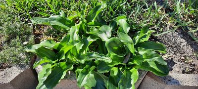 Veltheimia bracteata, photographed by Karen Eichholz