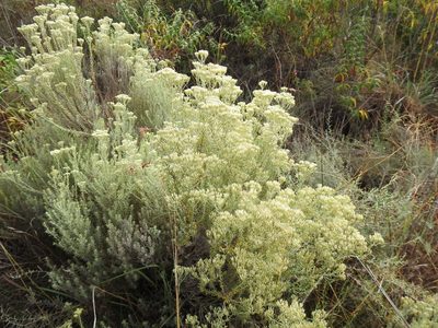 Helichrysum kraussii, photographed by Matthew Fainman