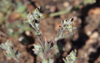 Logfia filaginoides, photographed by Millie Basden
