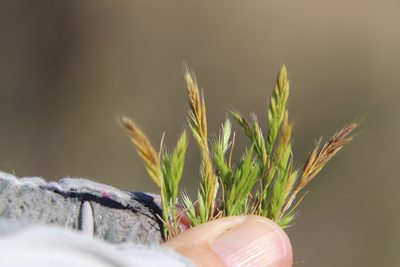 Festuca octoflora, photographed by Millie Basden