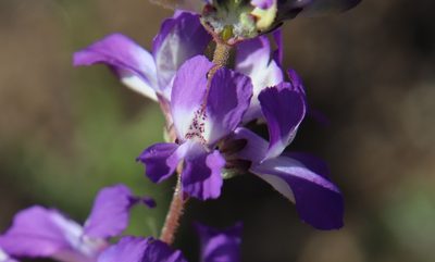 Collinsia concolor, photographed by Millie Basden