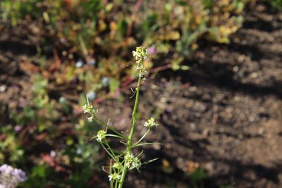 Streptanthus lasiophyllus, photographed by Millie Basden