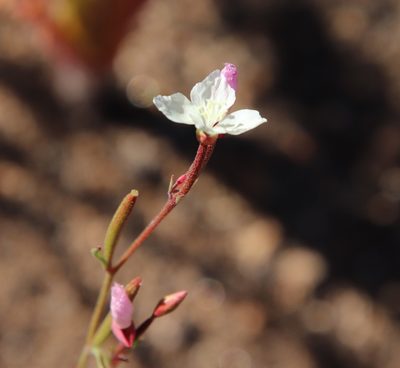 Clarkia epilobioides, photographed by Millie Basden