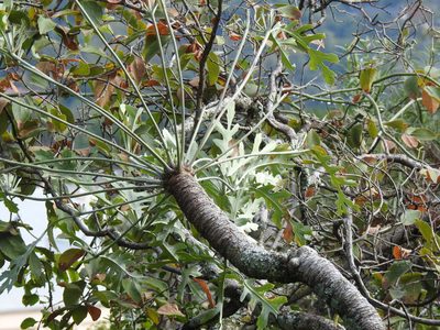 Cussonia paniculata, photographed by Matthew Fainman