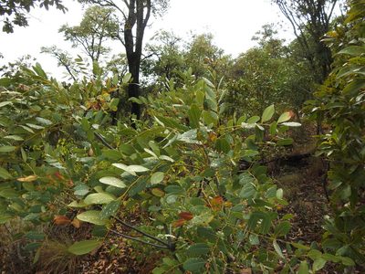 Burkea africana, photographed by Matthew Fainman