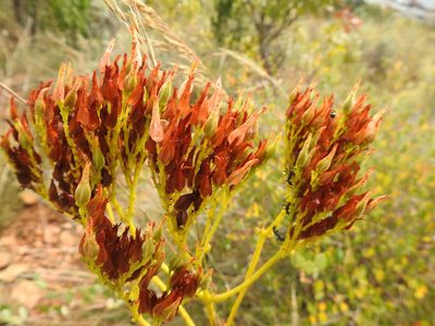 Kalanchoe paniculata, photographed by Matthew Fainman