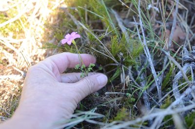 Oxalis stellata, photographed by Charleen Brunke