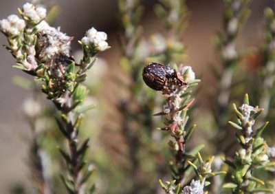 Phylica montana, photographed by Tony Rebelo