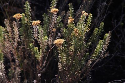 Helichrysum hamulosum, photographed by Tony Rebelo