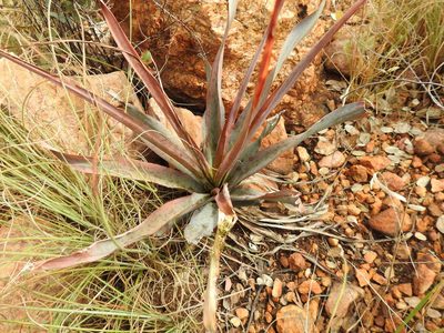 Ledebouria marginata, photographed by Matthew Fainman