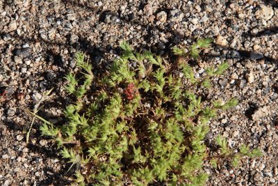 Loeflingia squarrosa, photographed by Millie Basden
