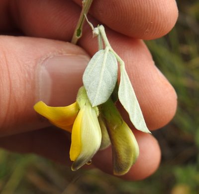 Rhynchosia nitens, photographed by Matthew Fainman