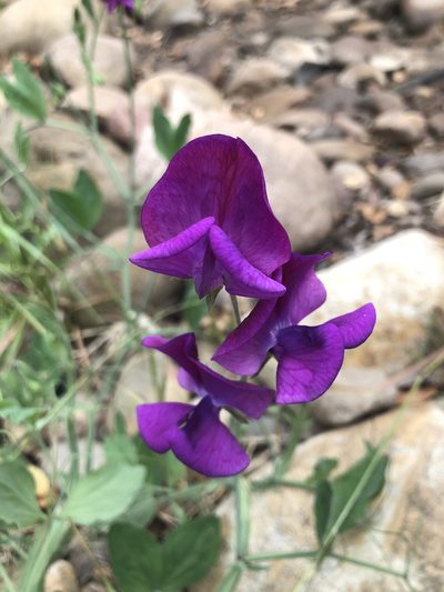 Lathyrus odoratus, photographed by Marc Whitaker