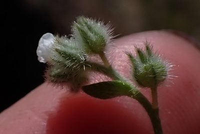Plagiobothrys tenellus, photographed by Madeleine Claire