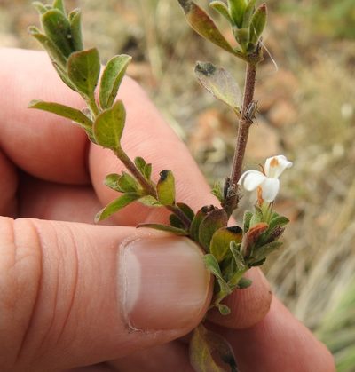 Dyschoriste setigera, photographed by Matthew Fainman