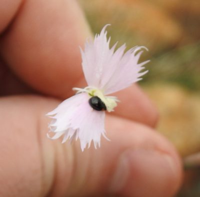 Dianthus mooiensis, photographed by Matthew Fainman