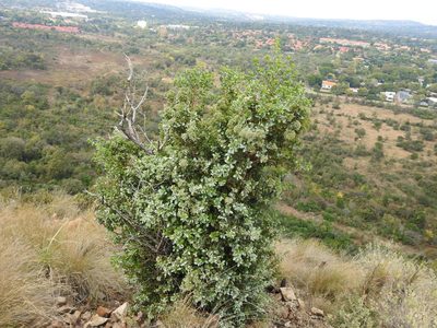 Nuxia congesta, photographed by Matthew Fainman