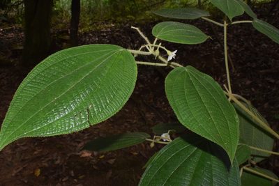 Miconia octona, photographed by Mario Barroso