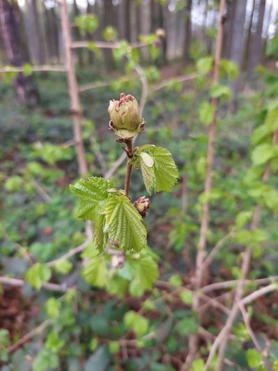 Corylus colurna, photographed by J V