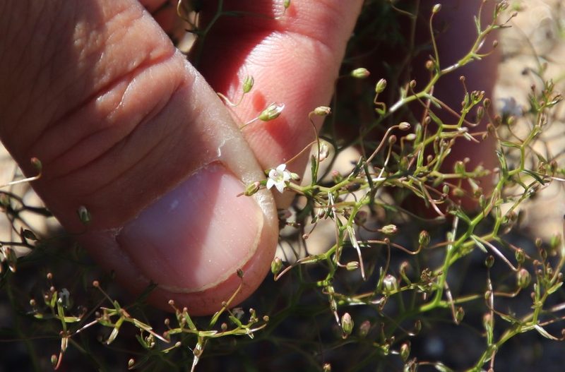 Nemacladus pinnatifidus, photographed by Millie Basden