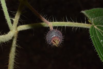 Miconia octona, photographed by Mario Barroso