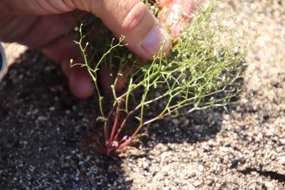 Nemacladus pinnatifidus, photographed by Millie Basden