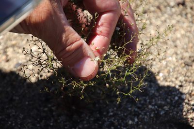 Nemacladus pinnatifidus, photographed by Millie Basden